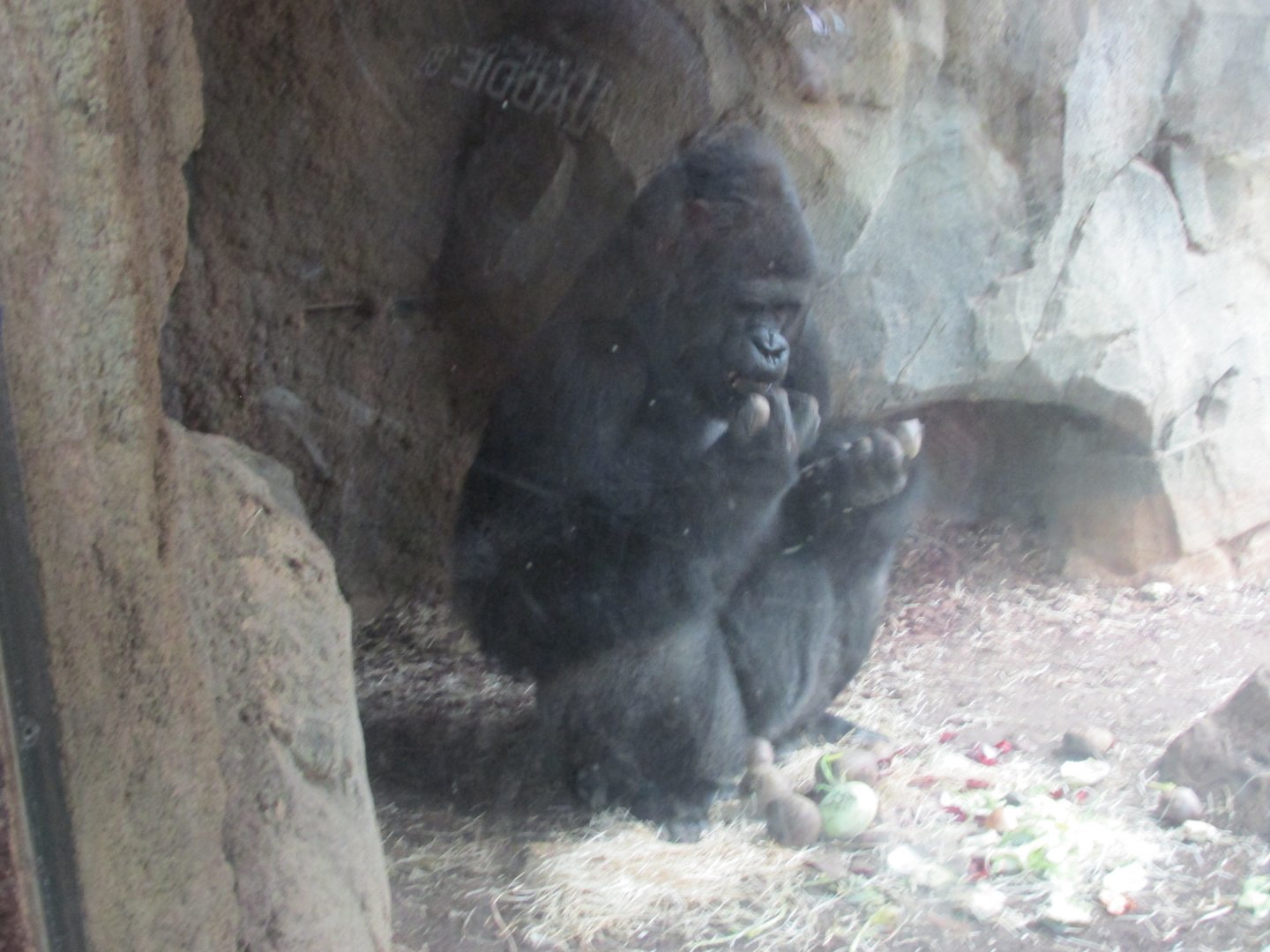 gorilla feeding