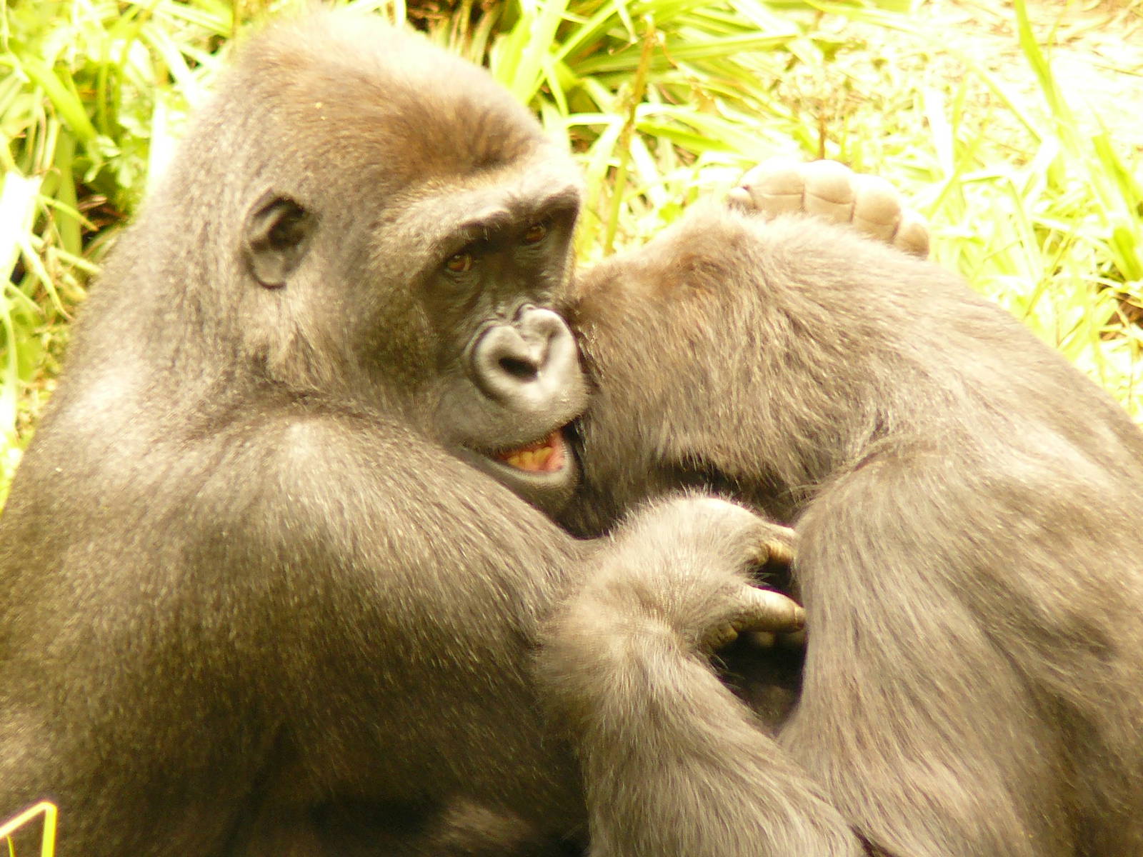 Gorilla flu[more comenly known in the human world as man flu!]