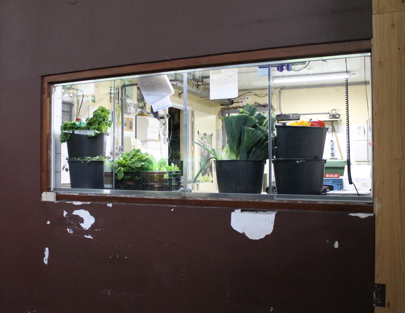 Gorilla food-kitchen