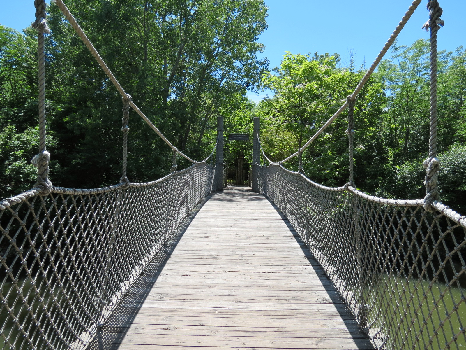 Gorilla Forest - Bridge