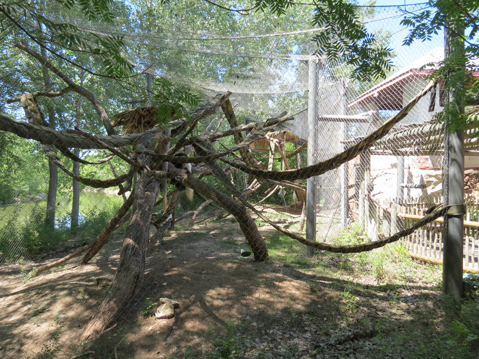 Gorilla Forest - Colobus Monkey Exhibit