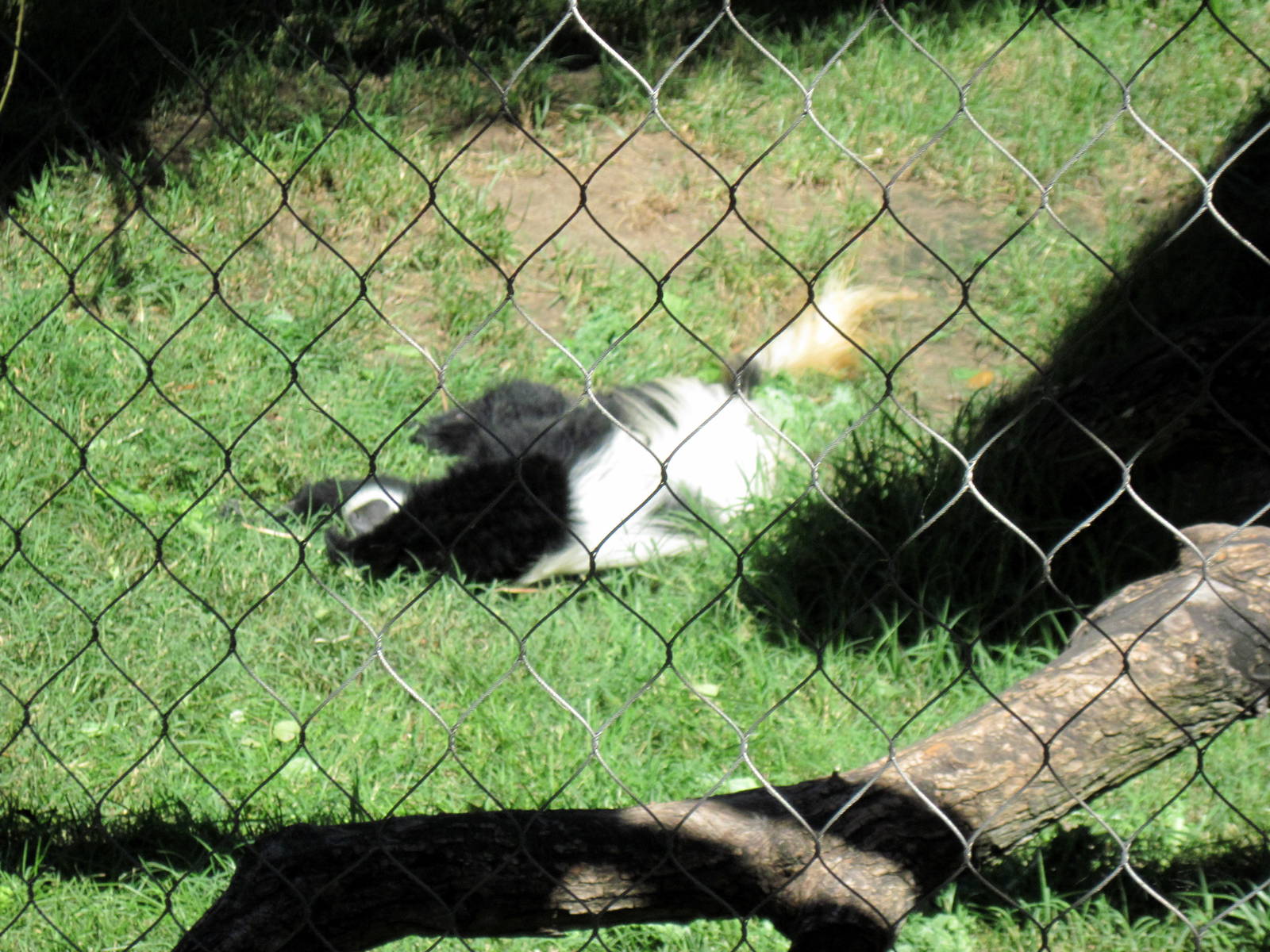 Gorilla Forest-Colobus Monkey