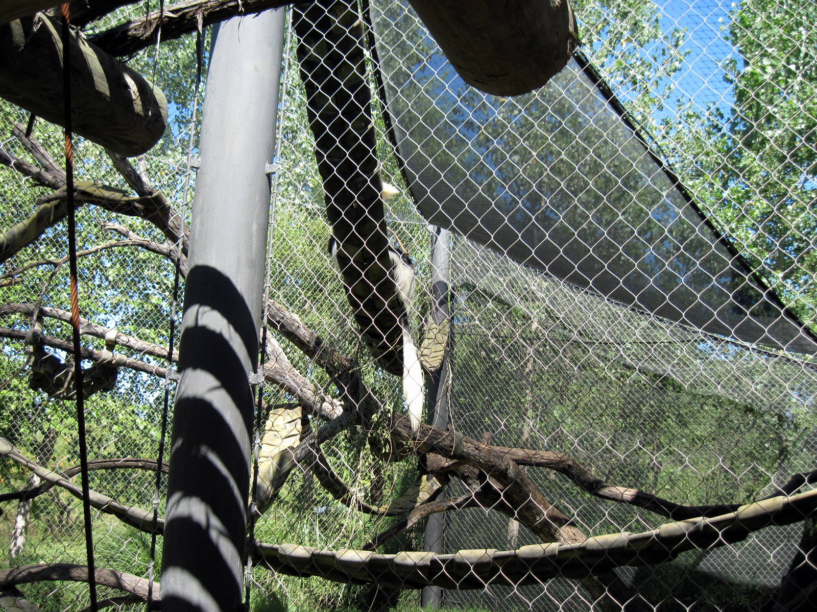 Gorilla Forest-Colobus Monkeys