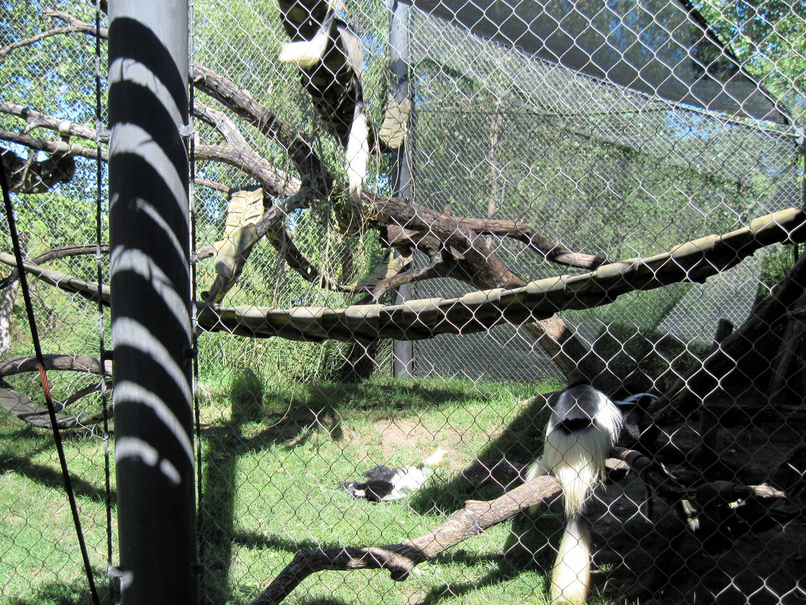 Gorilla Forest-Colobus Monkeys