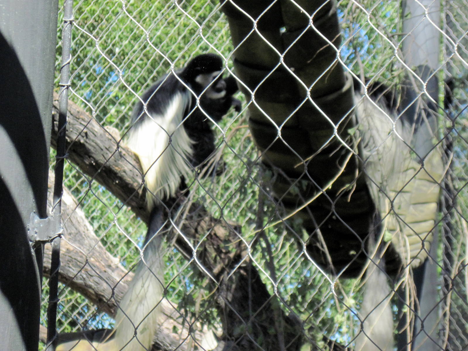 Gorilla Forest-Colobus Monkeys