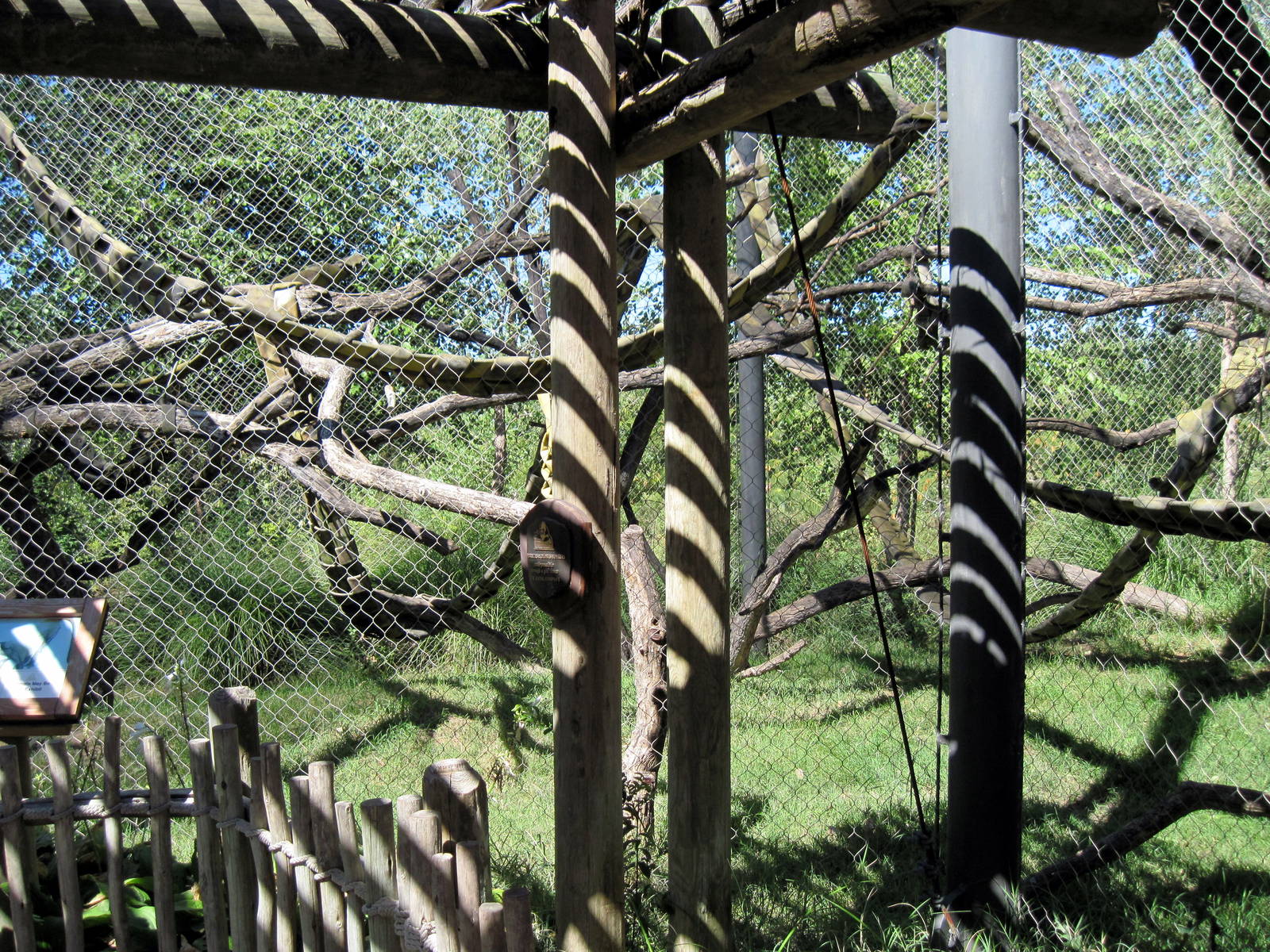 Gorilla Forest-De Brazza's Monkey/Colobus Monkeys Exhibit