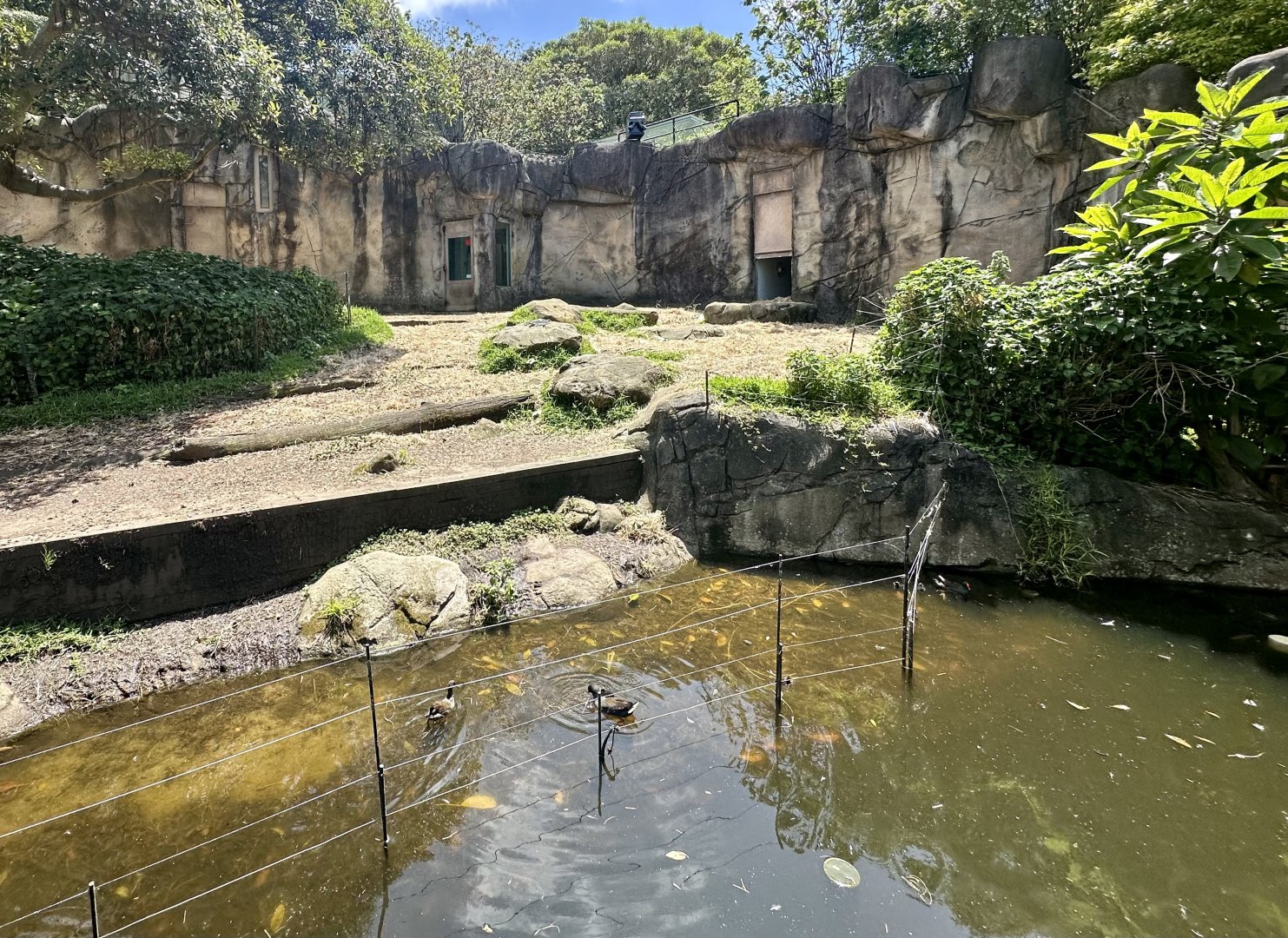 Gorilla Forest - Den Entrance