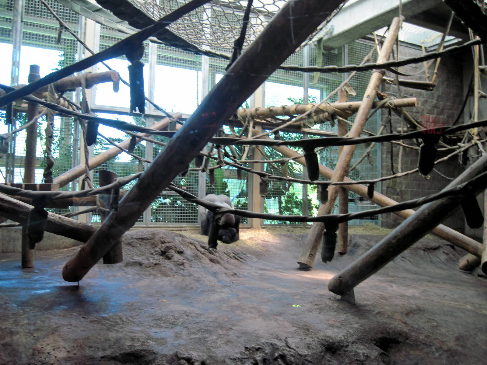 Gorilla Forest-Eastern Gorilla Exhibit