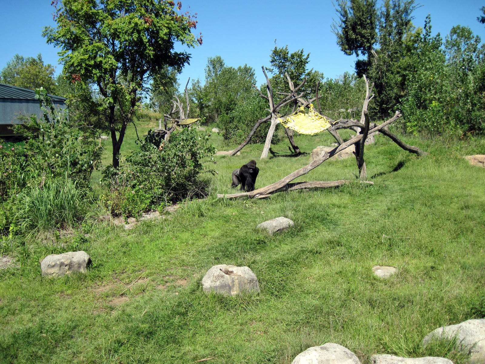 Gorilla Forest-Eastern Gorilla Exhibit