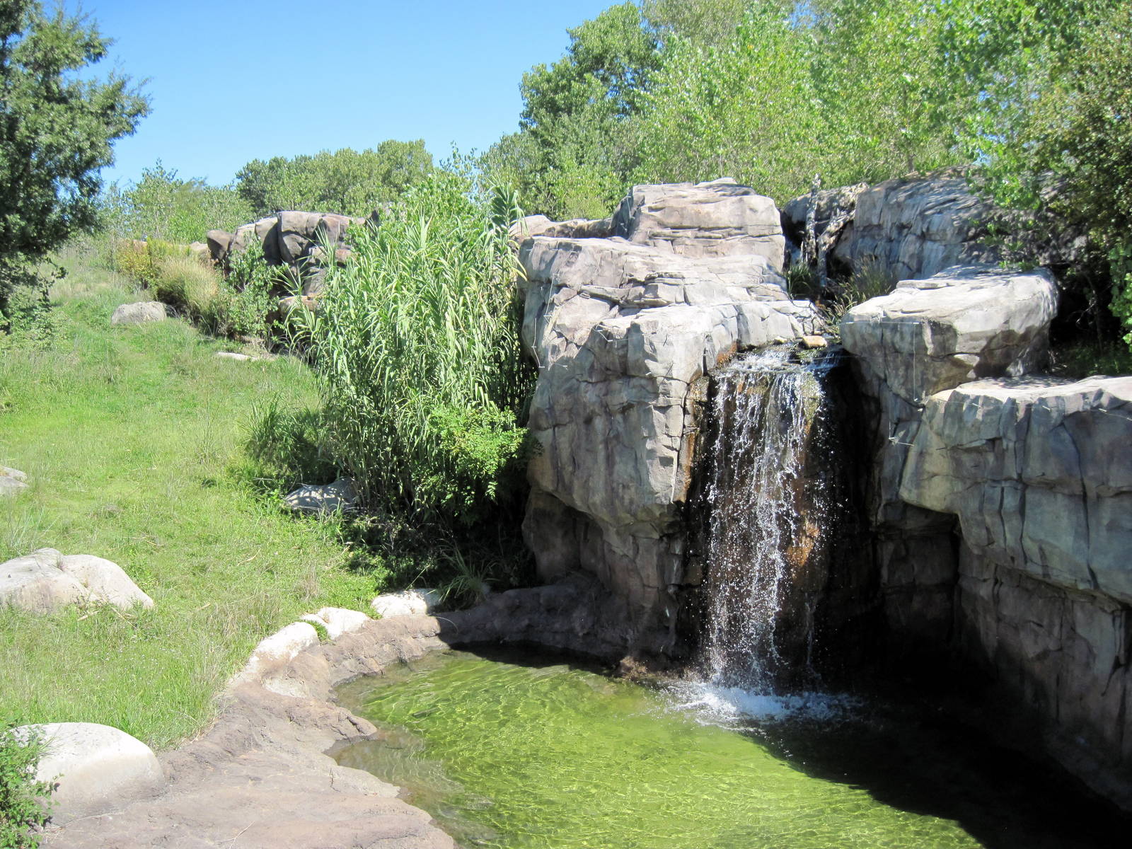 Gorilla Forest-Eastern Gorilla Exhibit