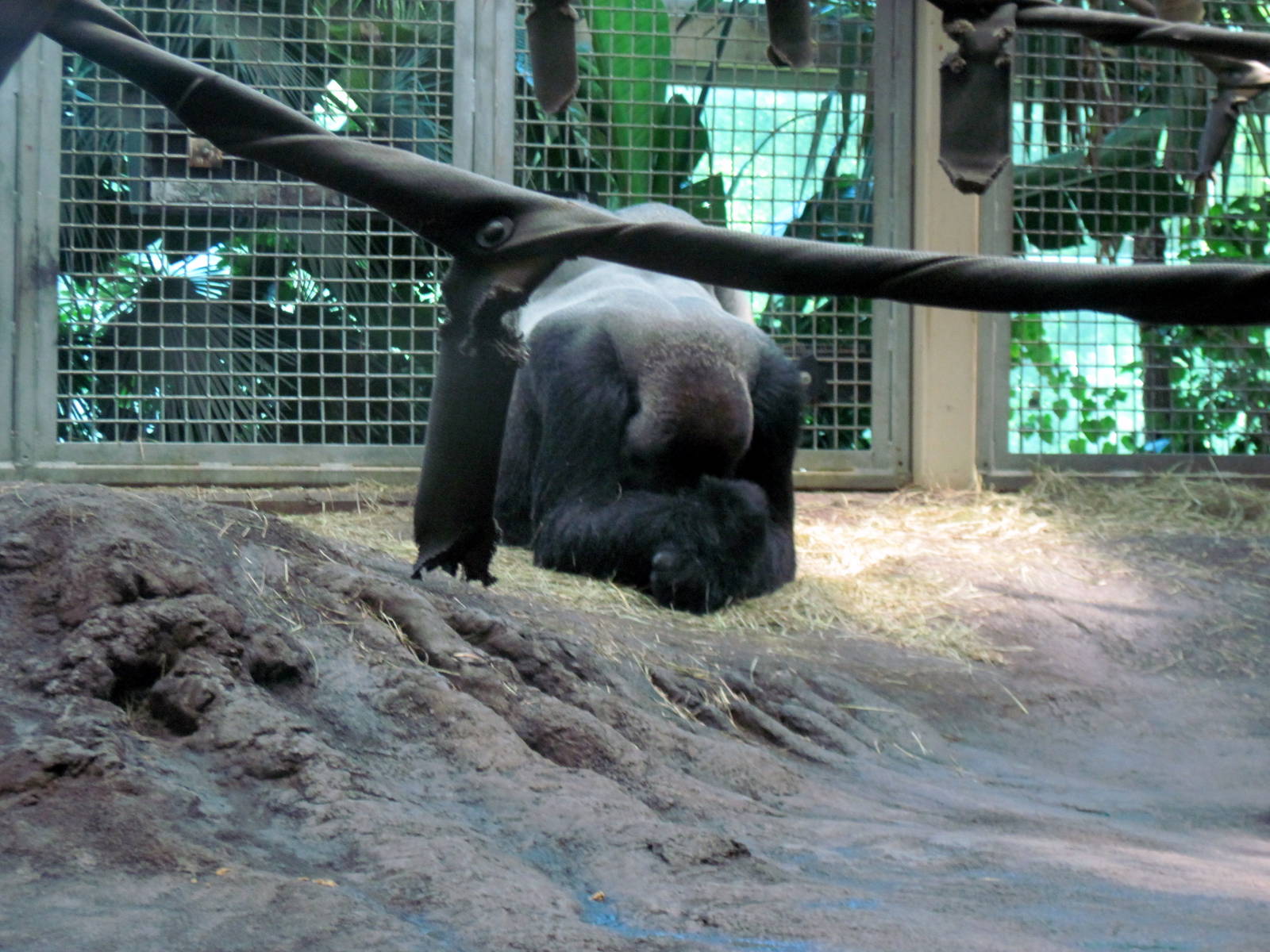 Gorilla Forest-Eastern Gorilla