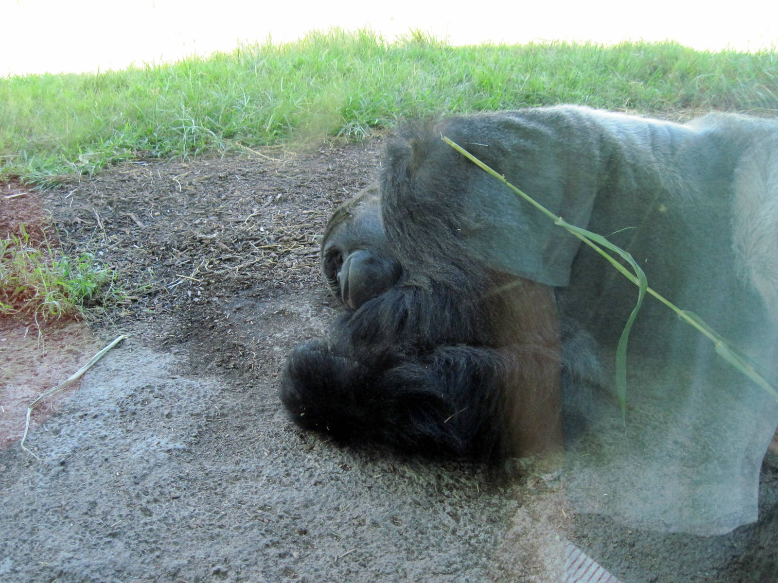 Gorilla Forest-Eastern Gorilla