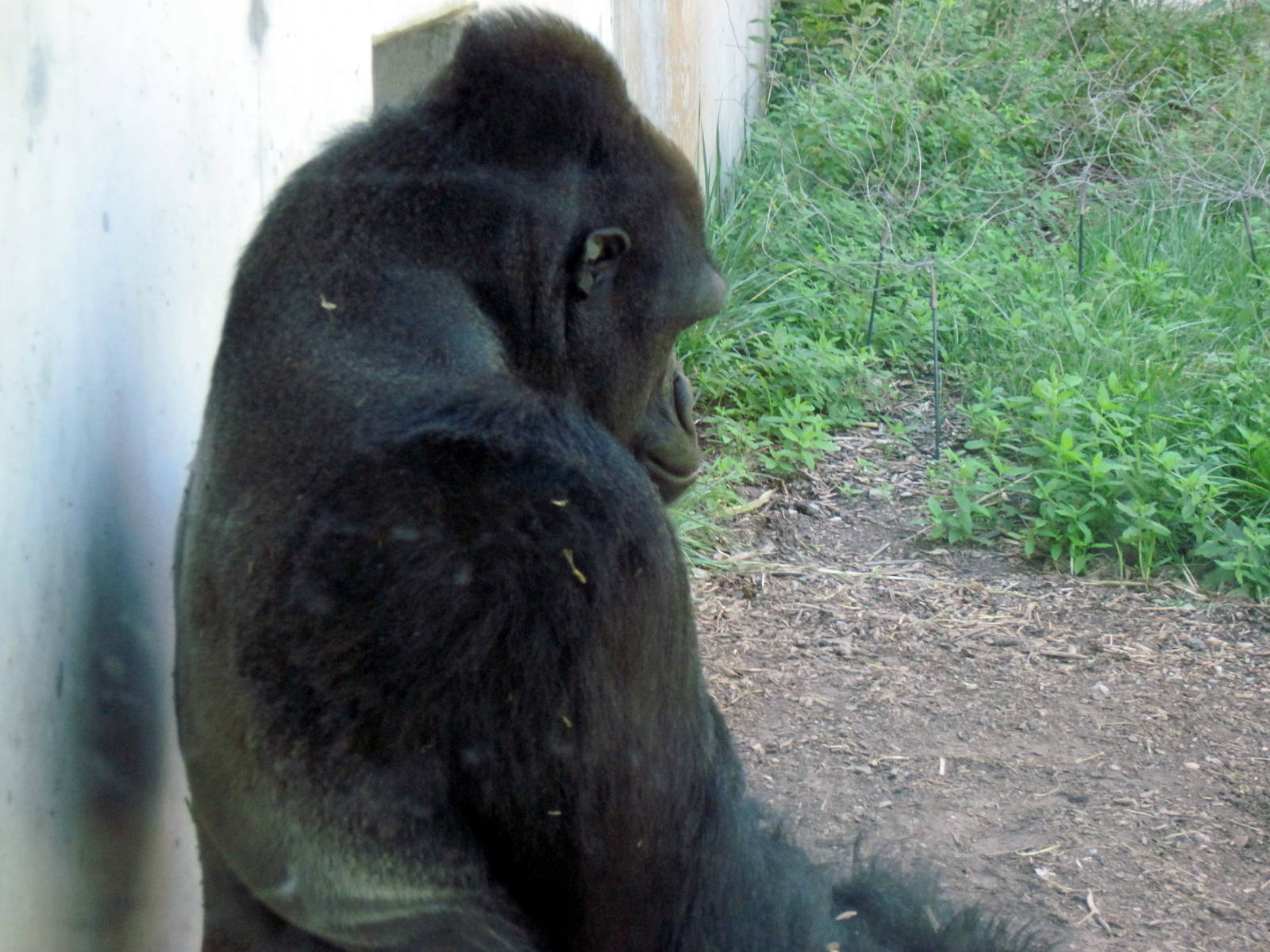 Gorilla Forest-Eastern Gorilla