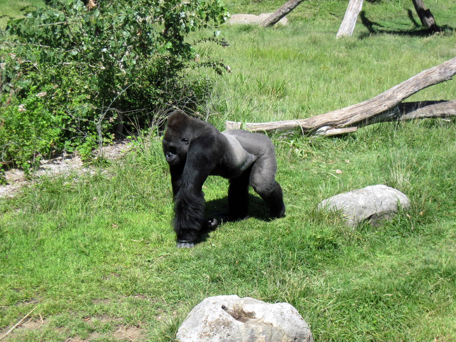 Gorilla Forest-Eastern Gorilla