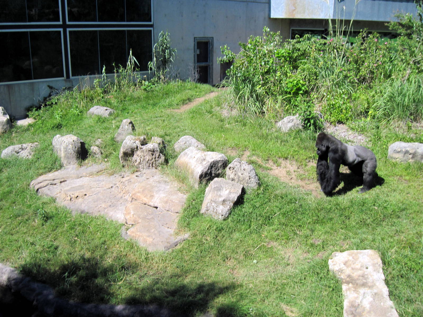 Gorilla Forest-Eastern Gorilla