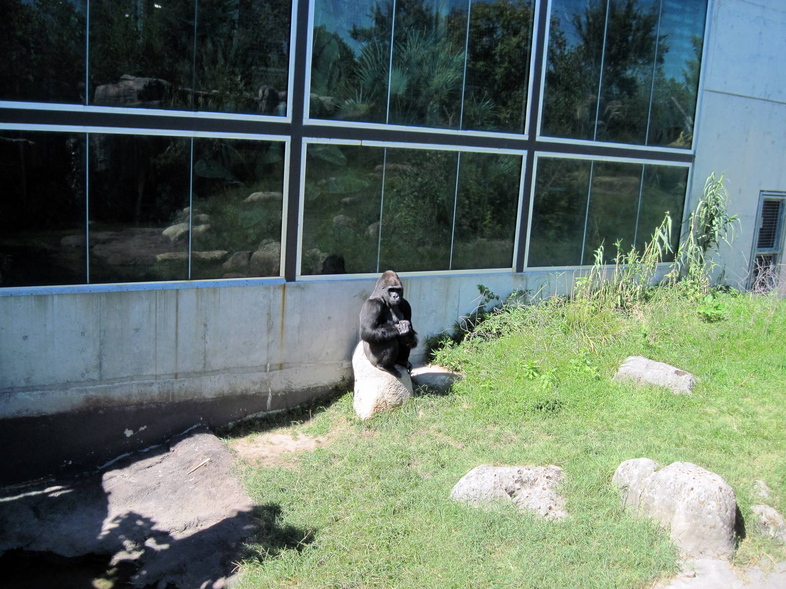 Gorilla Forest-Eastern Gorilla