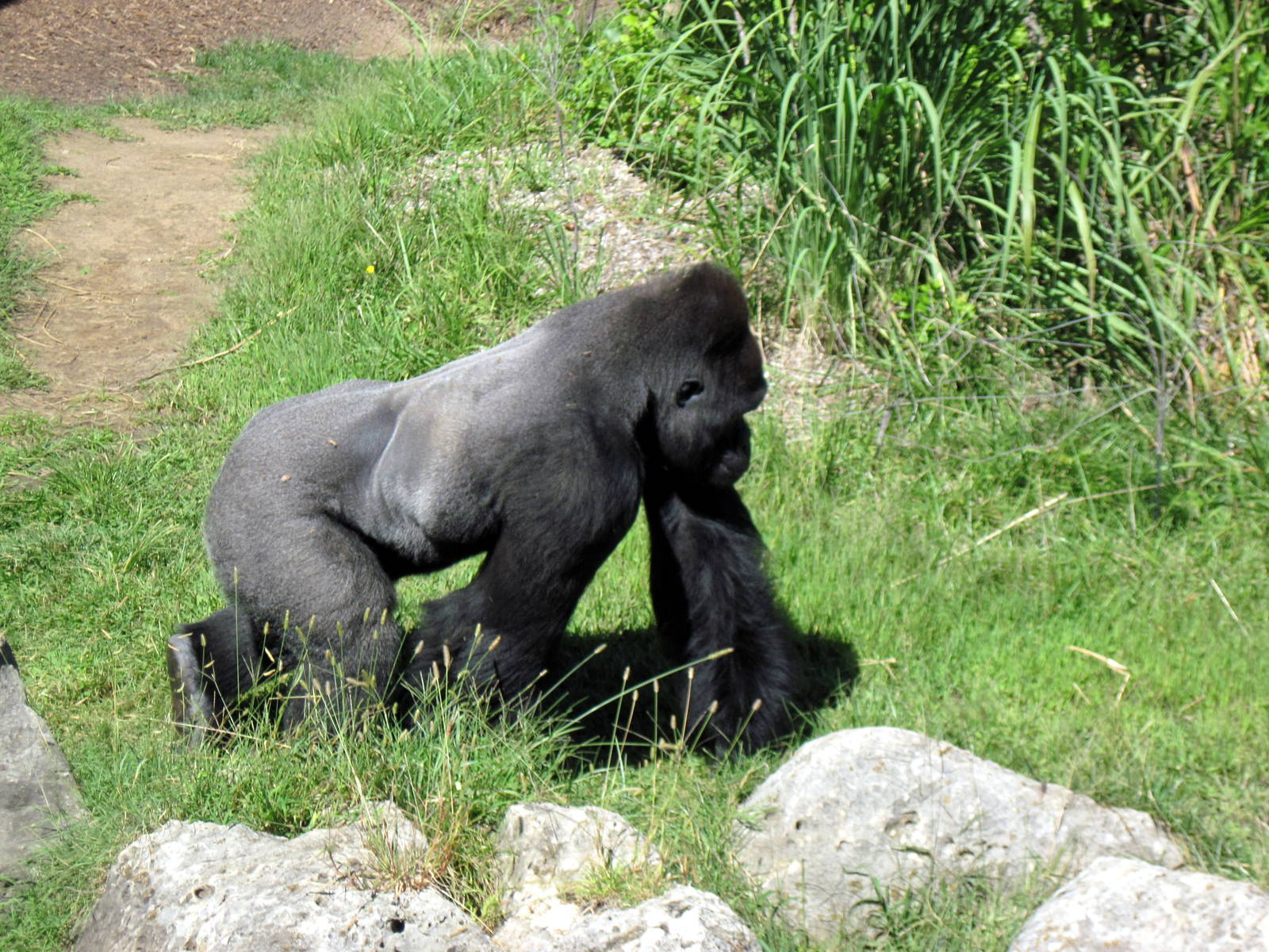 Gorilla Forest-Eastern Gorilla