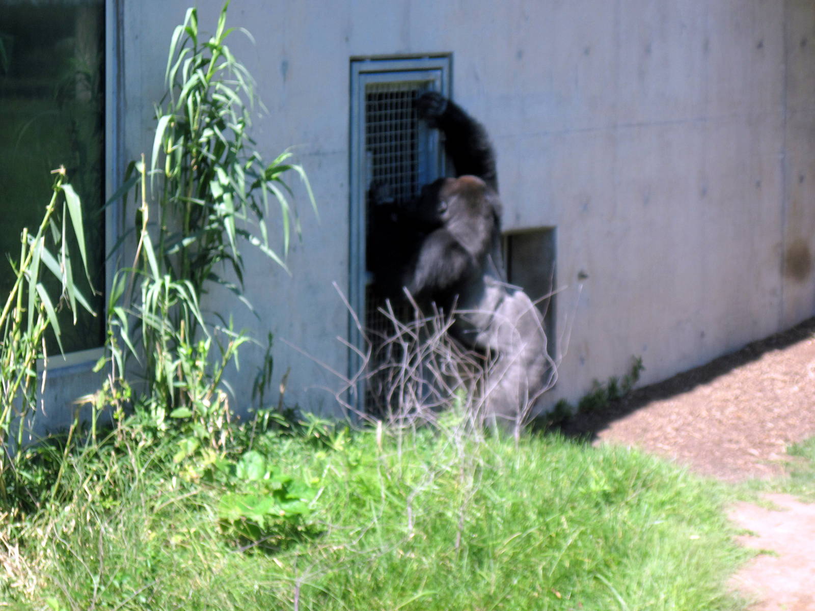 Gorilla Forest-Eastern Gorilla