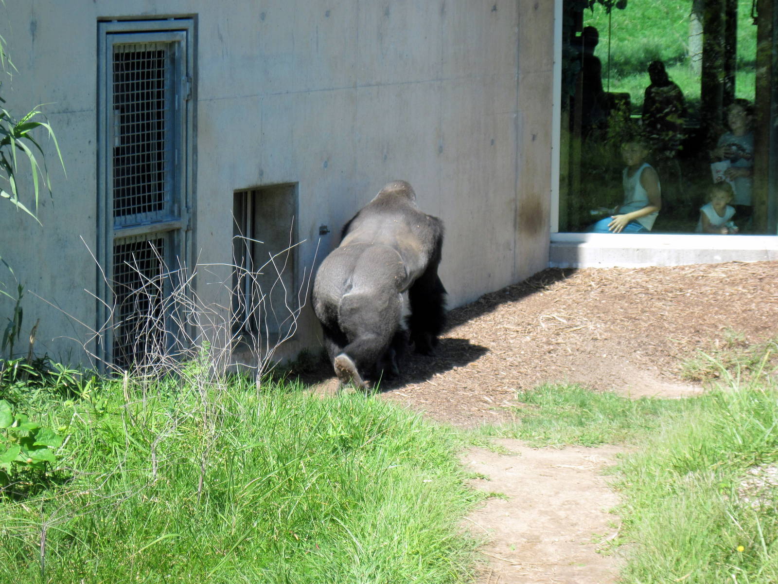 Gorilla Forest-Eastern Gorilla