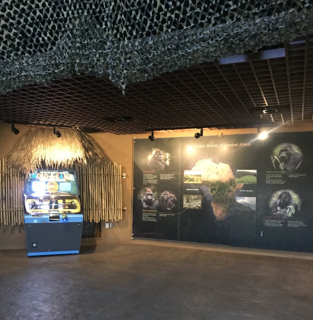 Gorilla forest- former 1st exhibit viewing