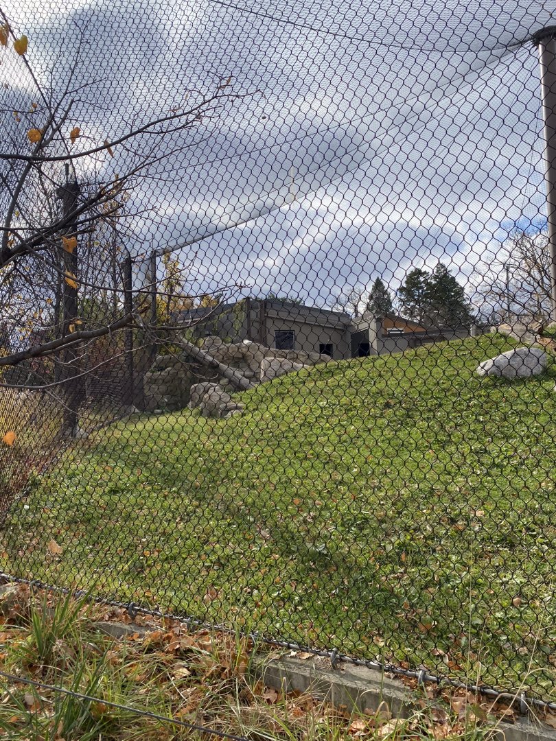 Gorilla forest- gorilla exhibit #2