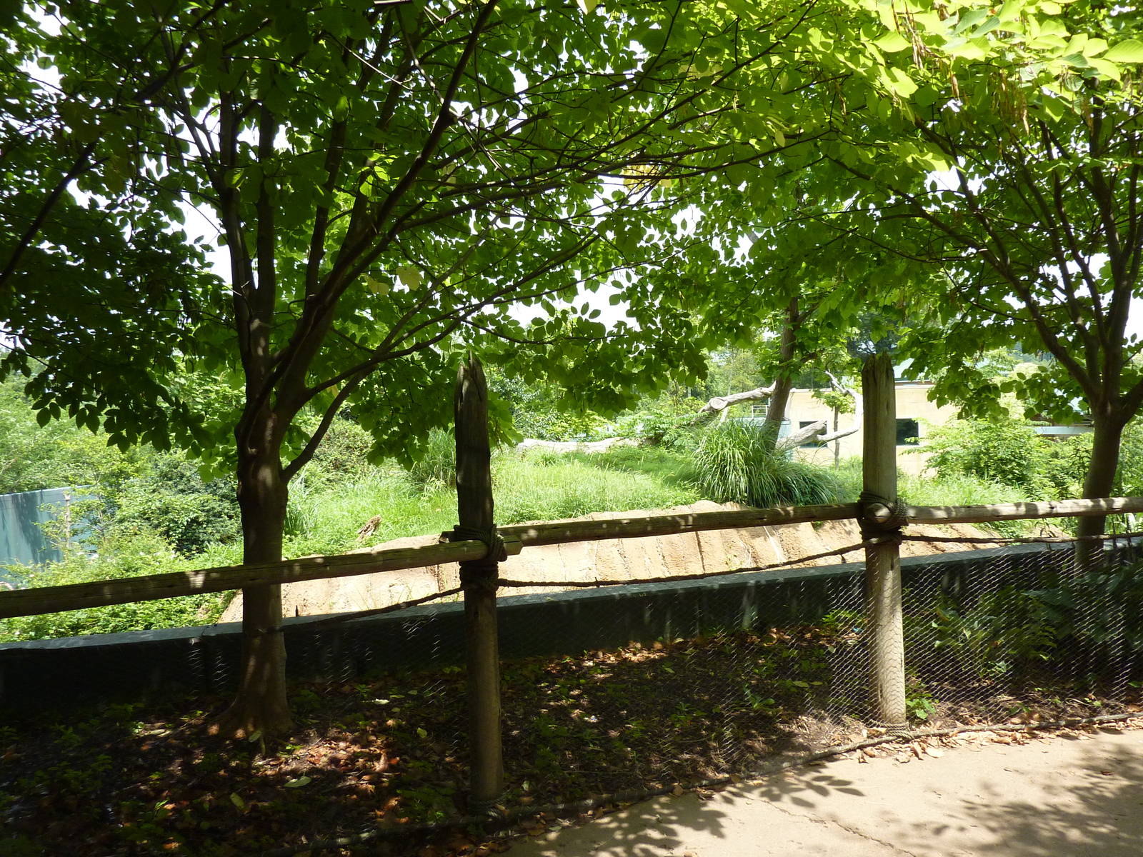 Gorilla Forest - Gorilla Exhibit Viewing Area