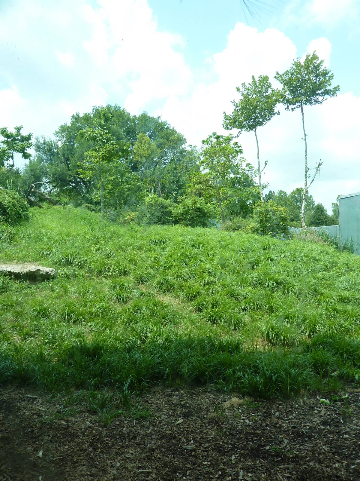 Gorilla Forest - Gorilla Exhibit