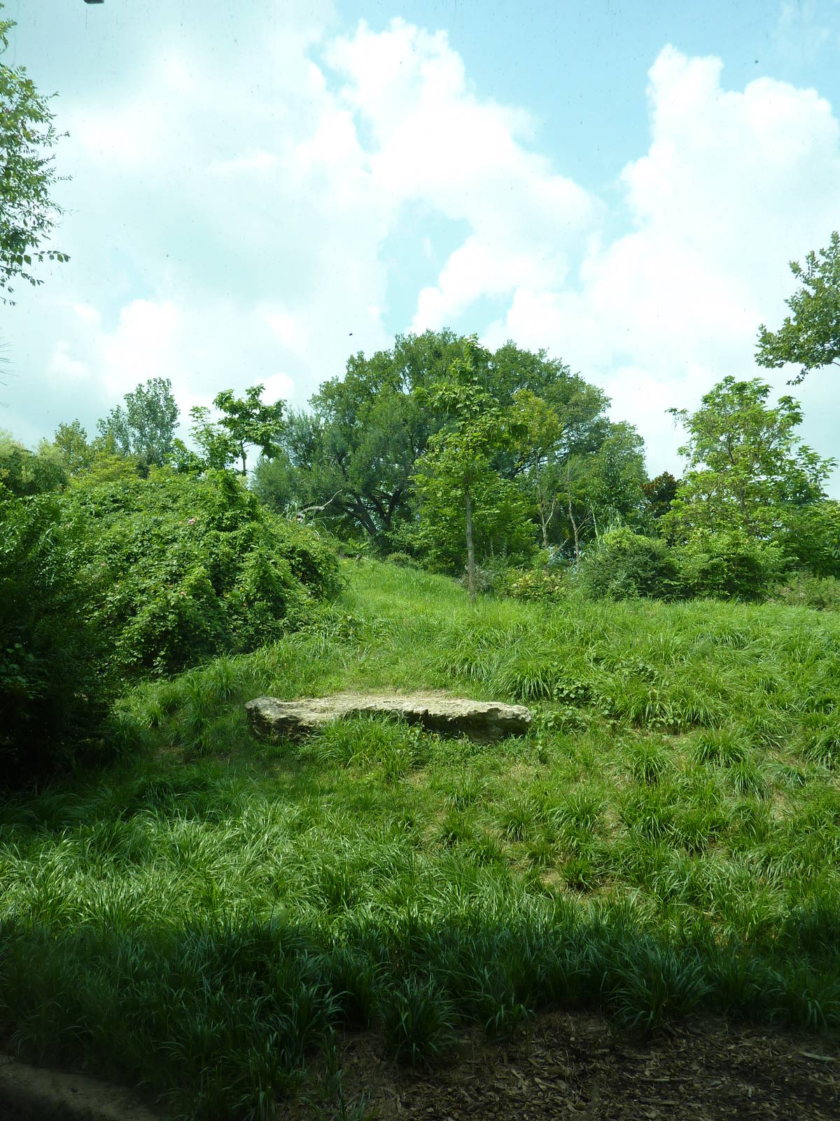 Gorilla Forest - Gorilla Exhibit