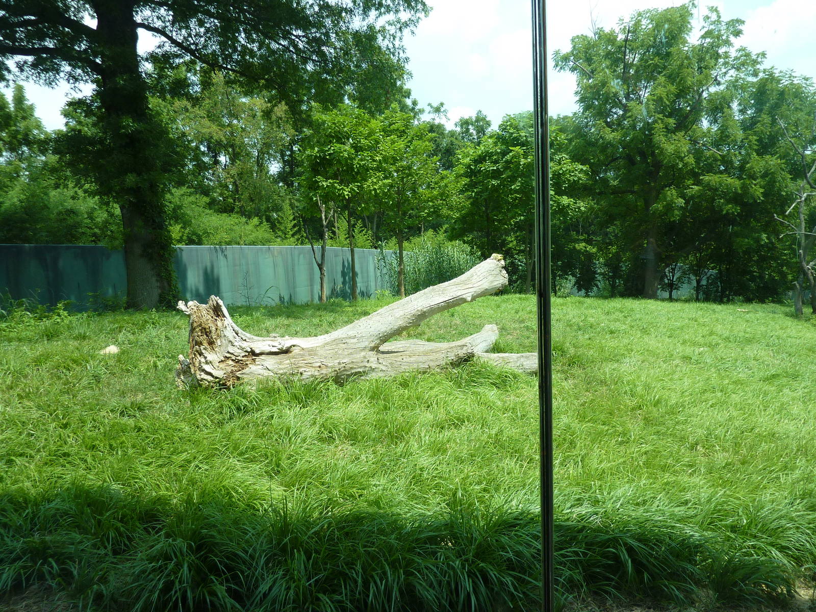 Gorilla Forest - Gorilla Exhibit