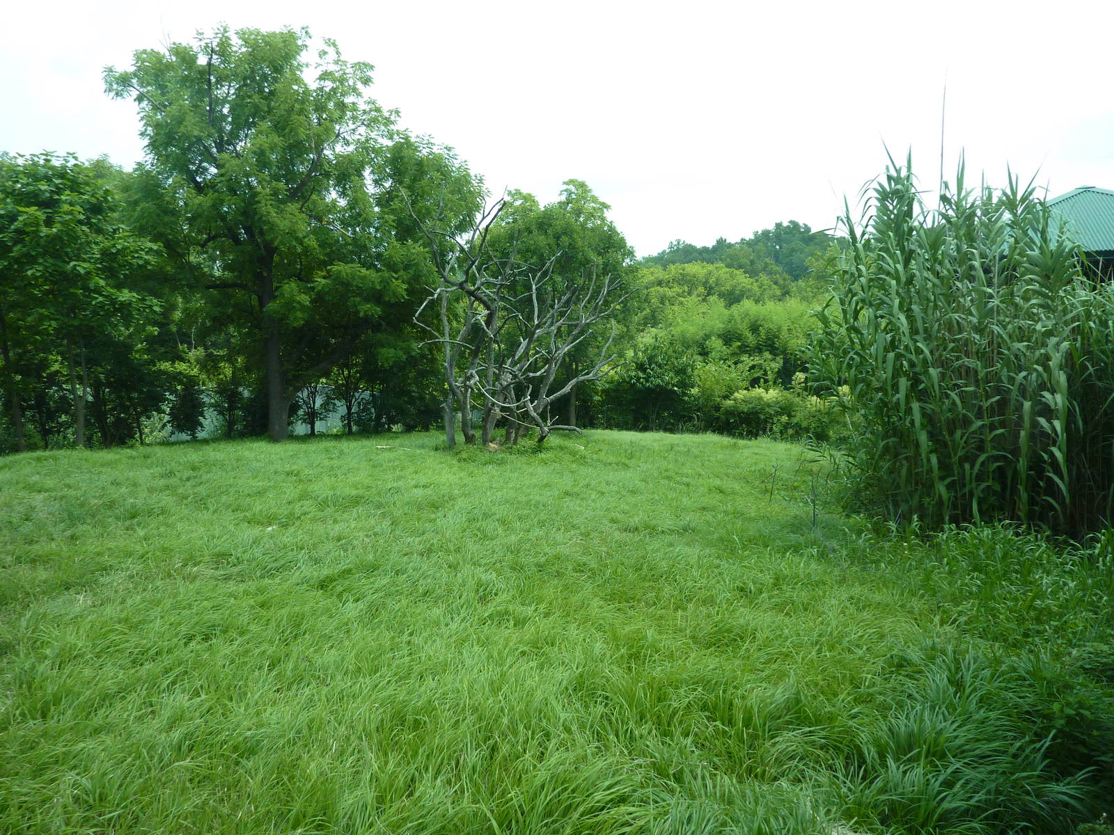 Gorilla Forest - Gorilla Exhibit
