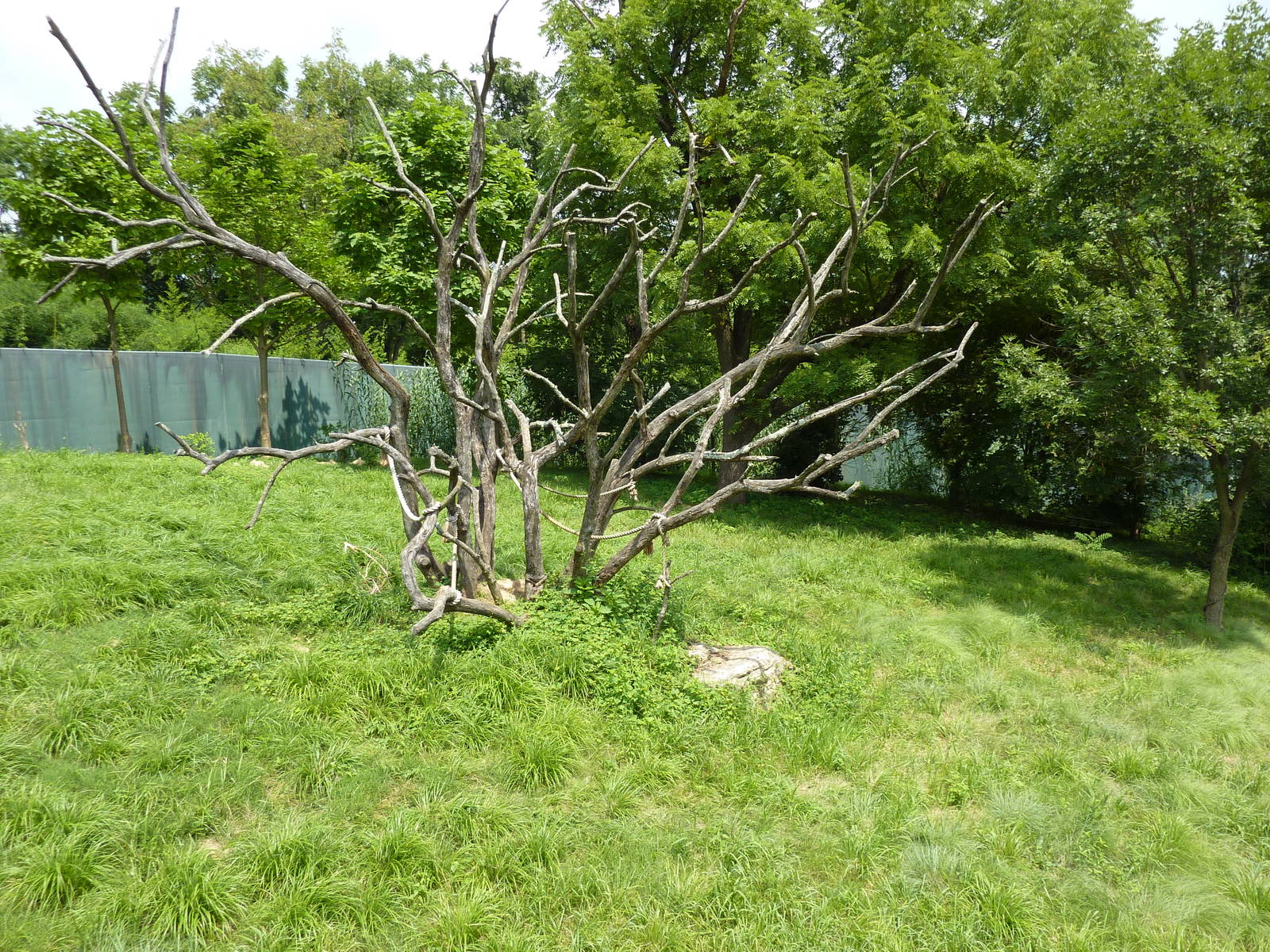 Gorilla Forest - Gorilla Exhibit