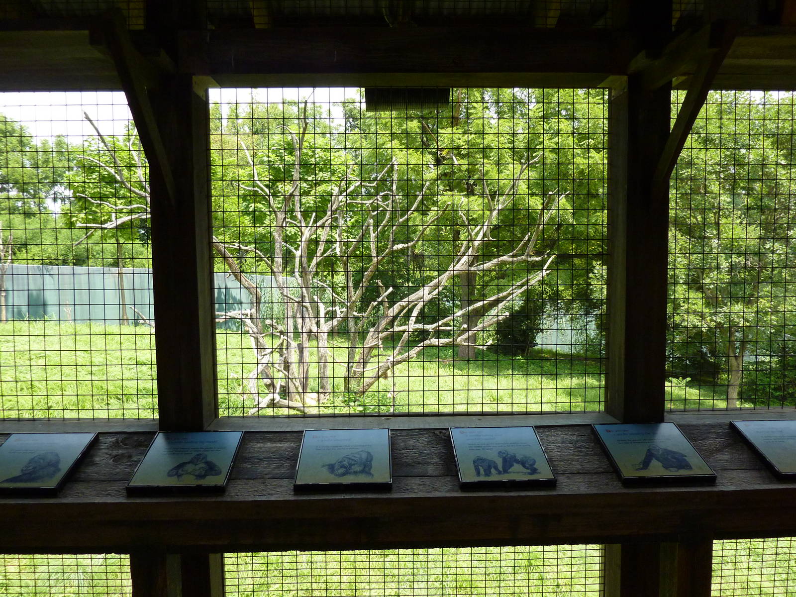 Gorilla Forest - Gorilla Exhibit