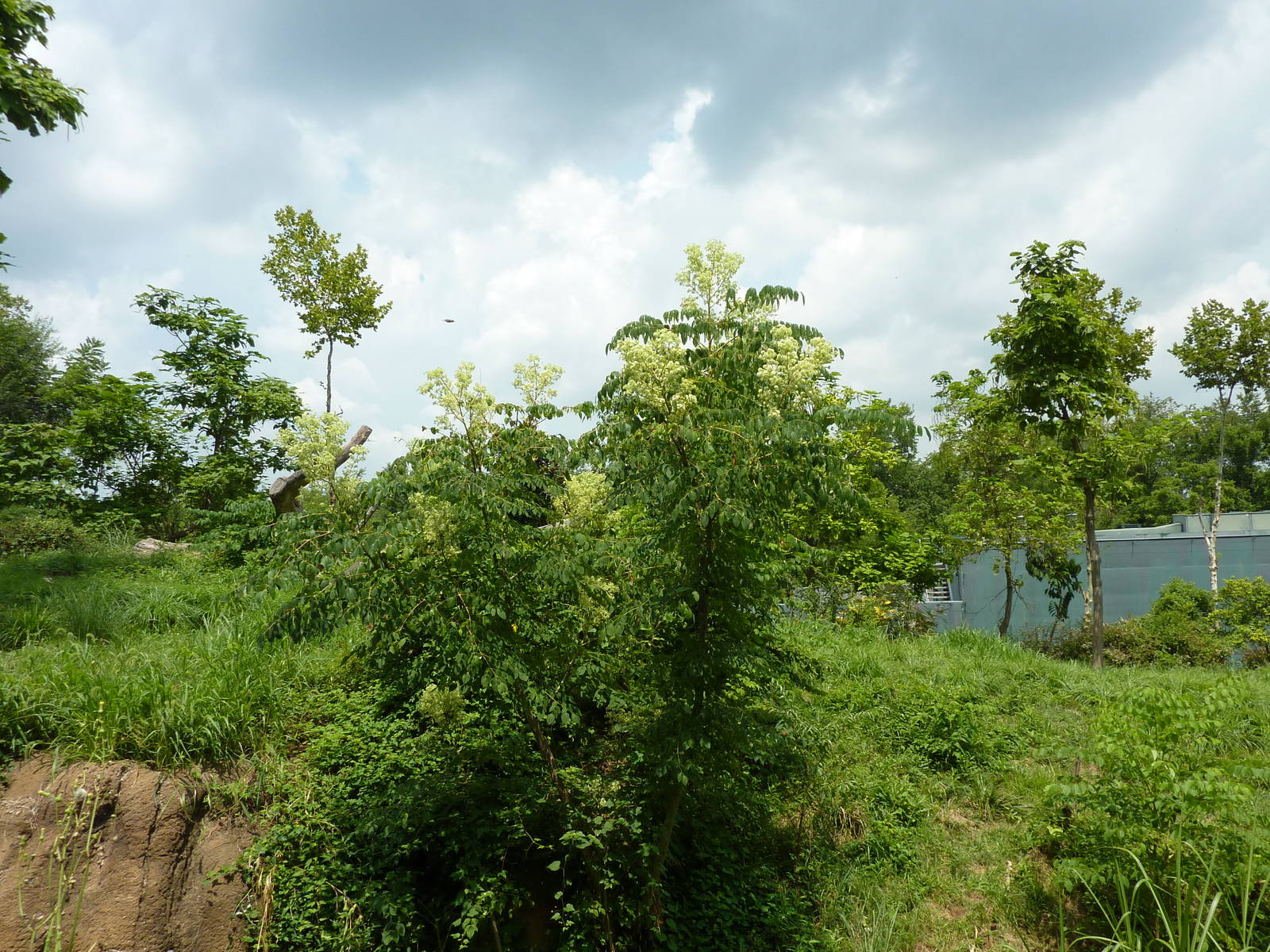 Gorilla Forest - Gorilla Exhibit