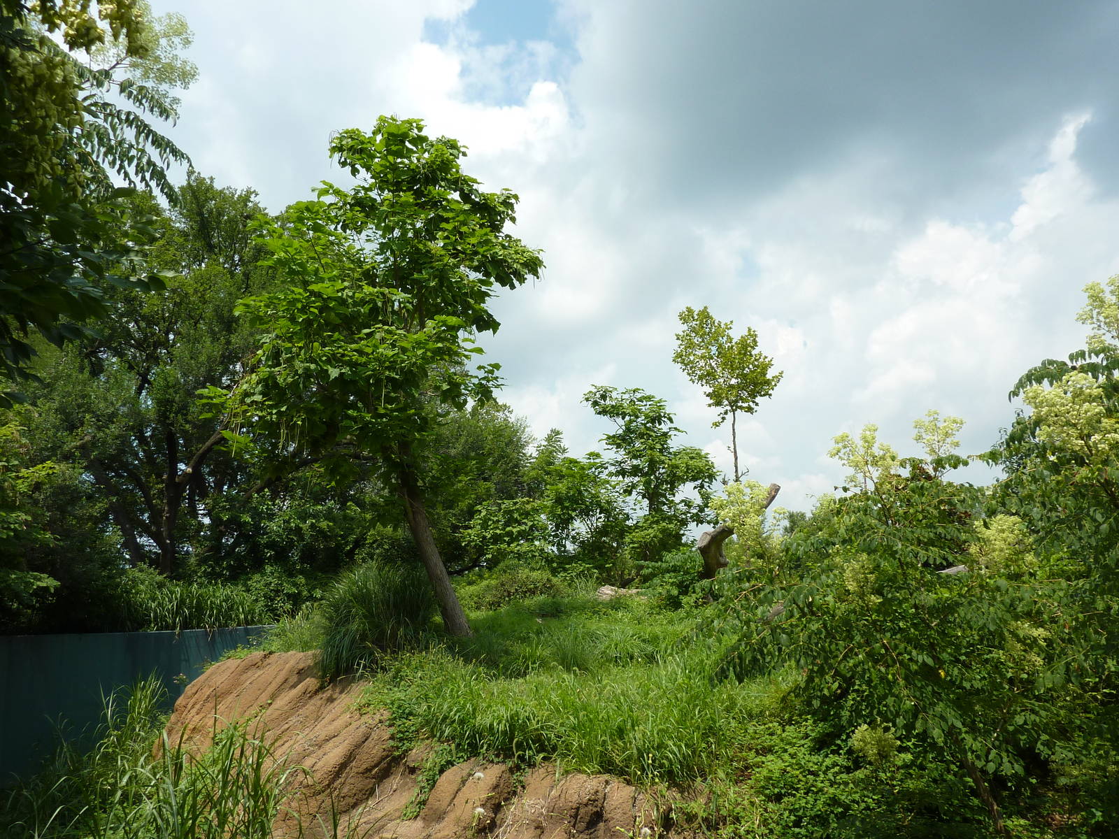 Gorilla Forest - Gorilla Exhibit