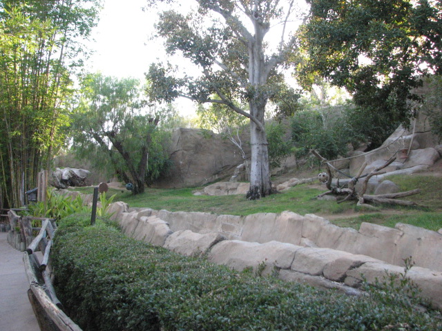 Gorilla Forest - Gorilla Habitat