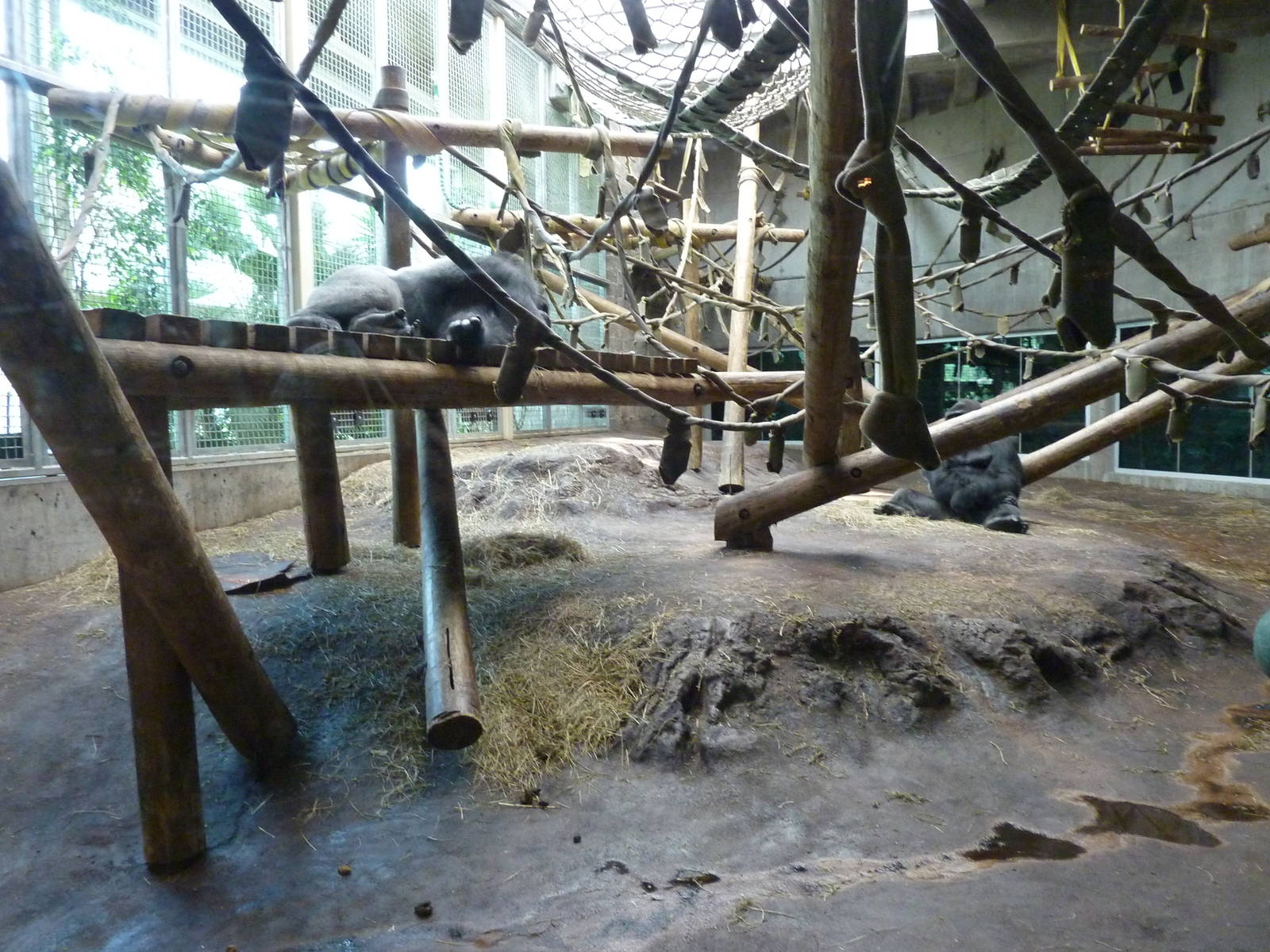 Gorilla Forest - Indoor Area