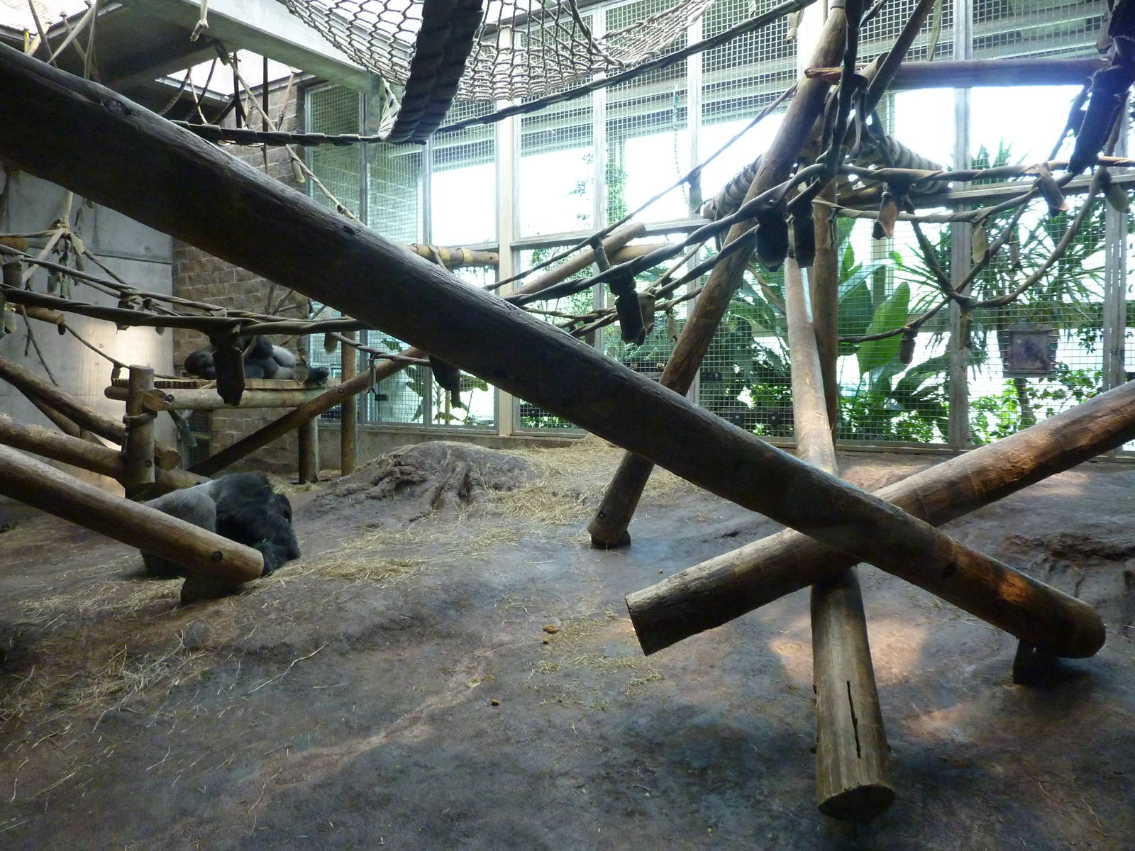 Gorilla Forest - Indoor Area