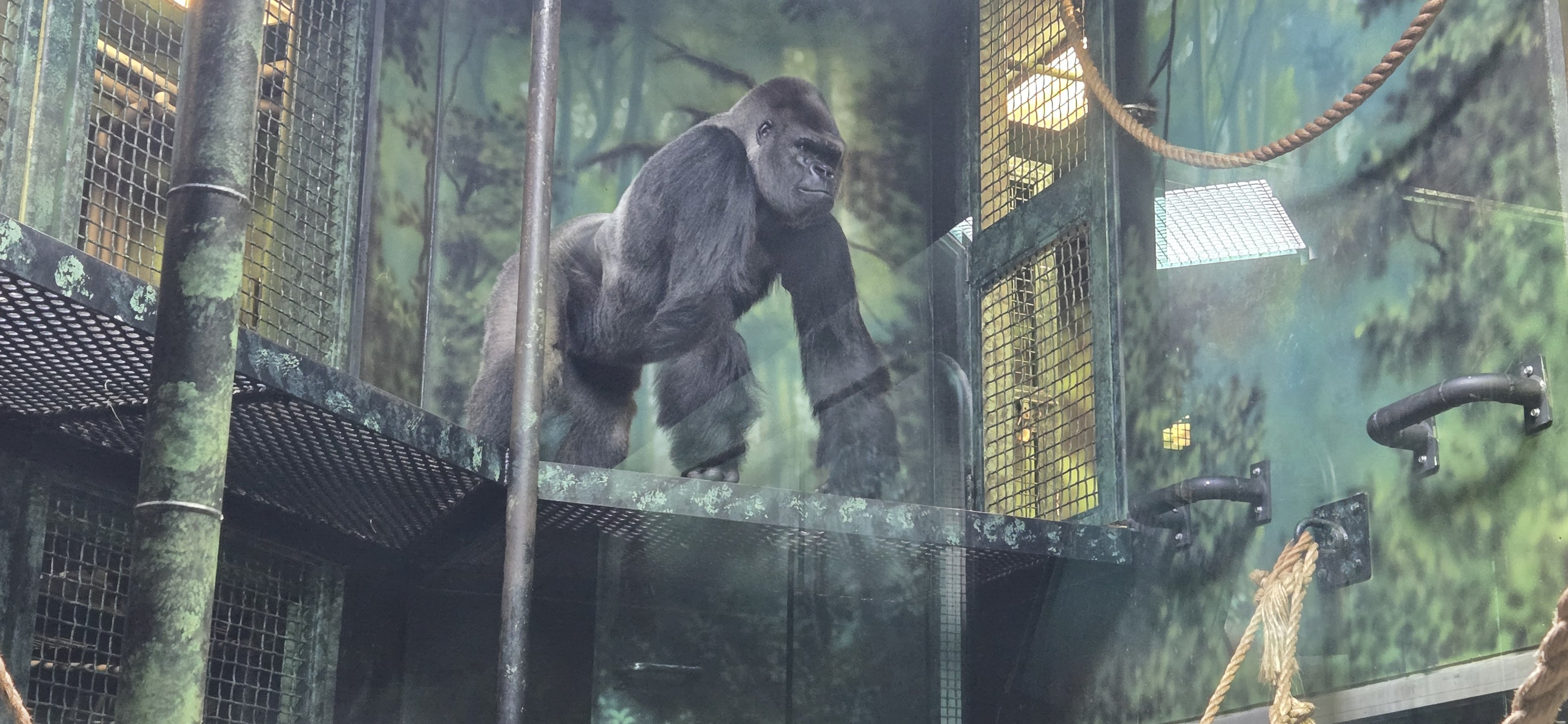 Gorilla Forest - Indoor area