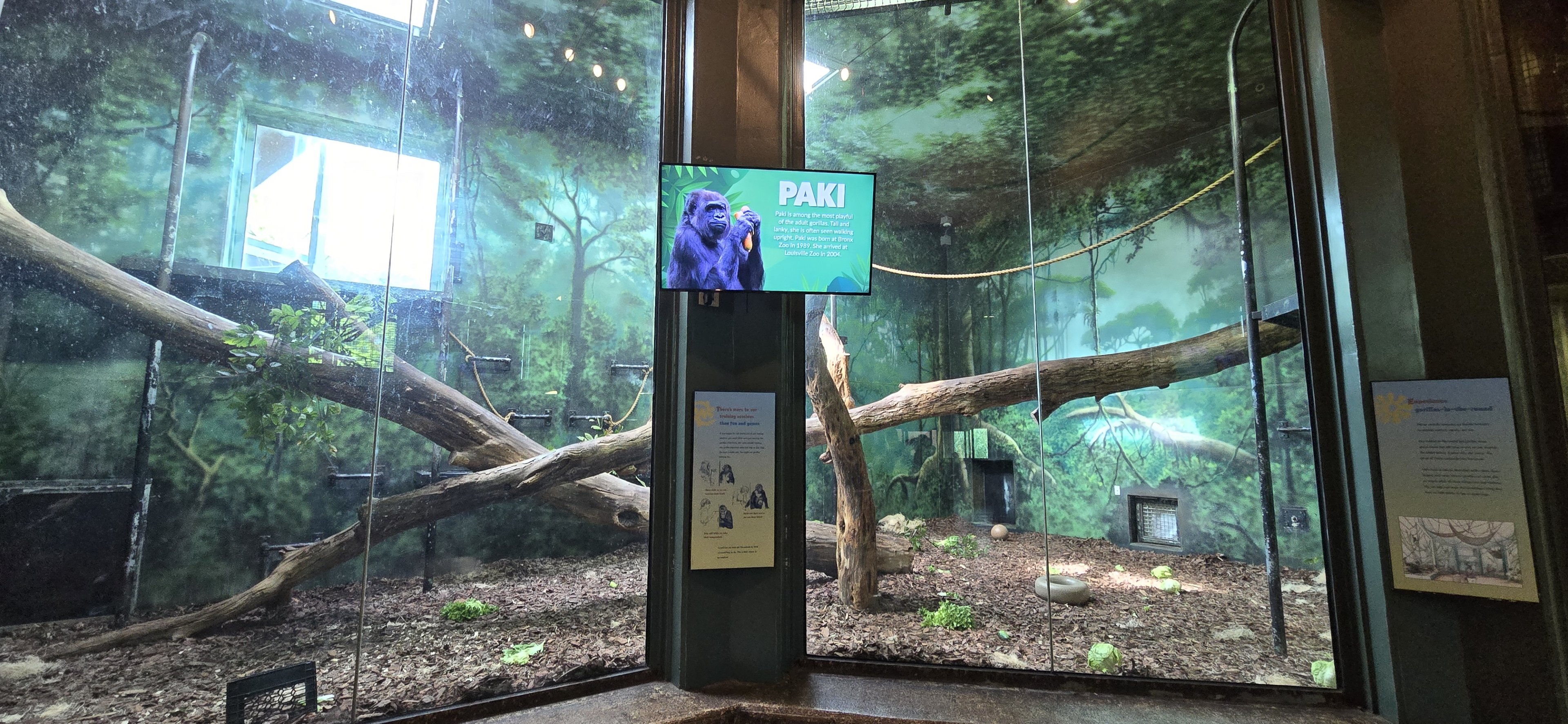 Gorilla Forest - Indoor area