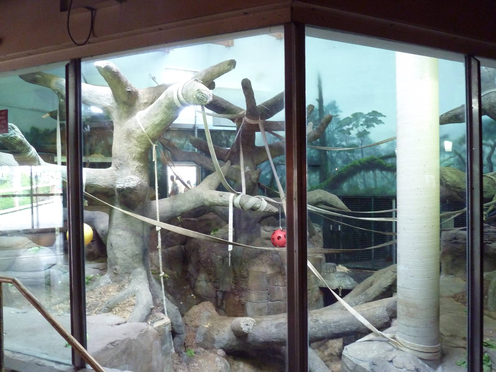 Gorilla Forest Indoor Exhibit
