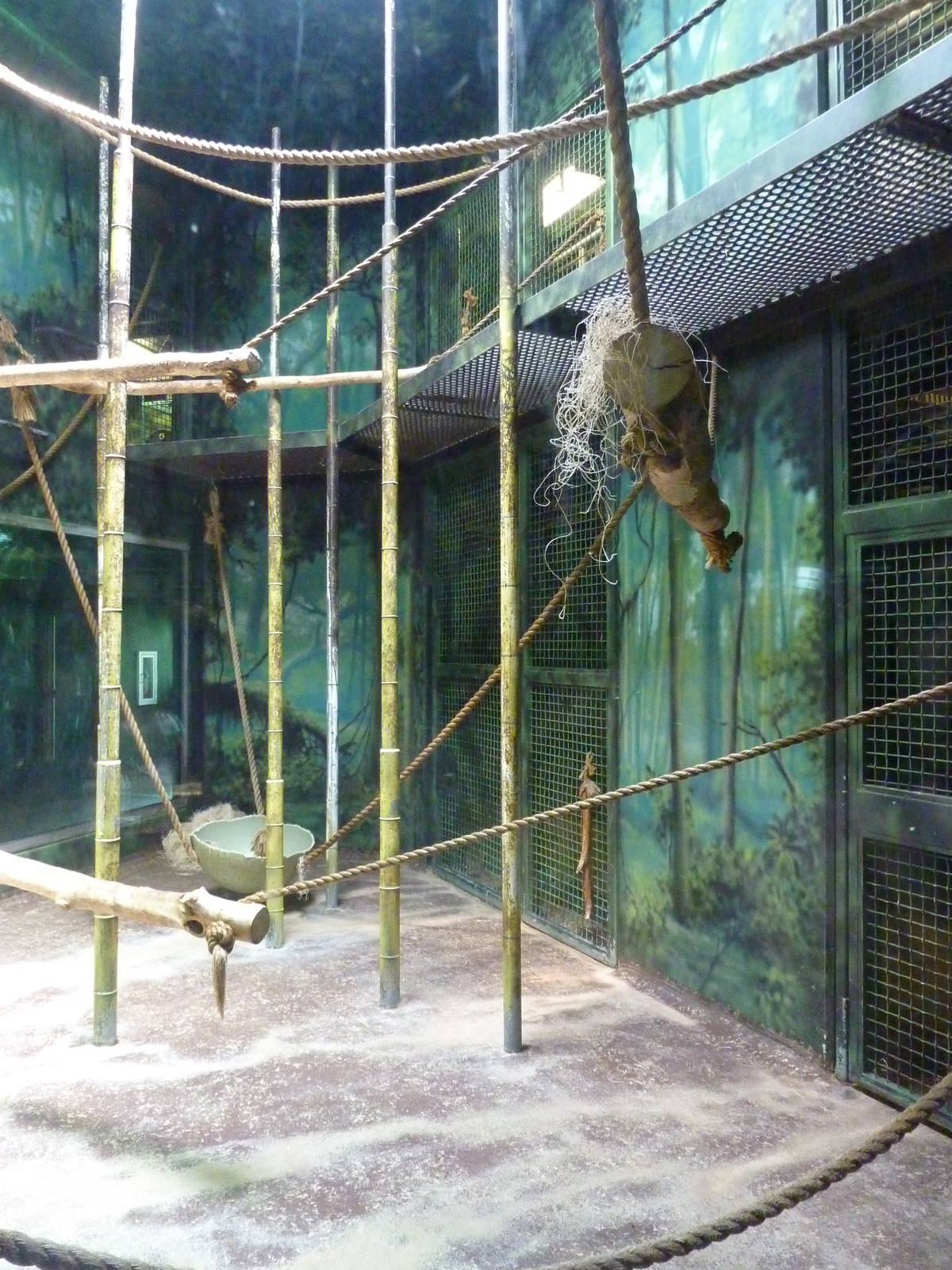 Gorilla Forest - Indoor Gorilla Exhibit