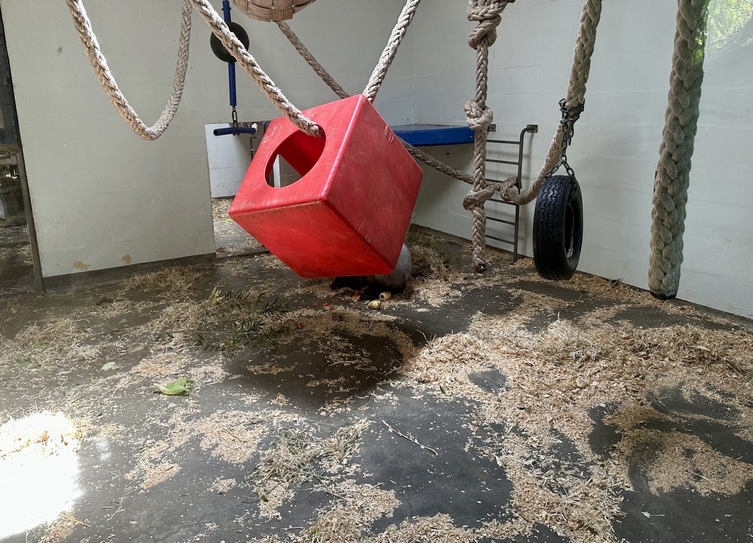 Gorilla Forest - Indoor Room