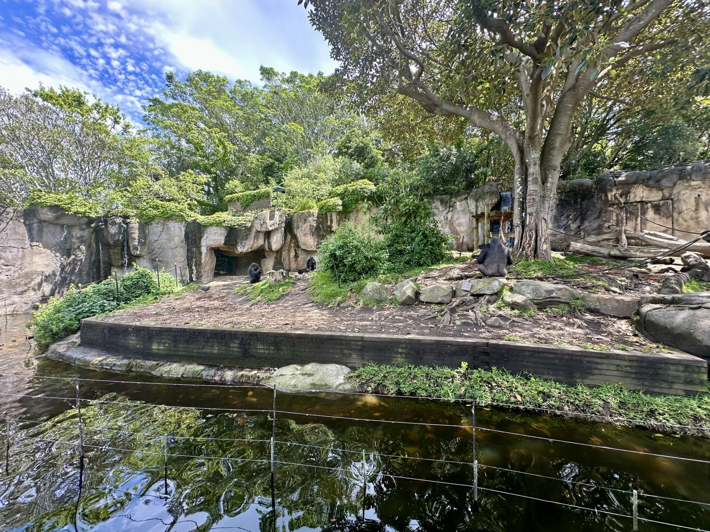 Gorilla Forest - Main Exhibit