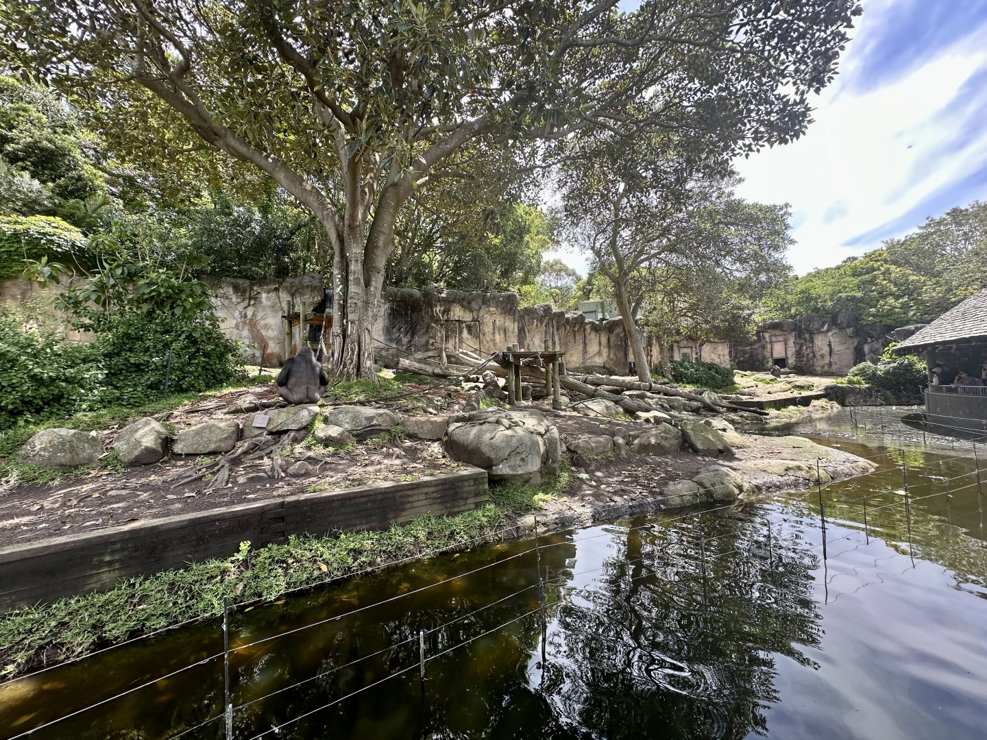 Gorilla Forest - Main Exhibit