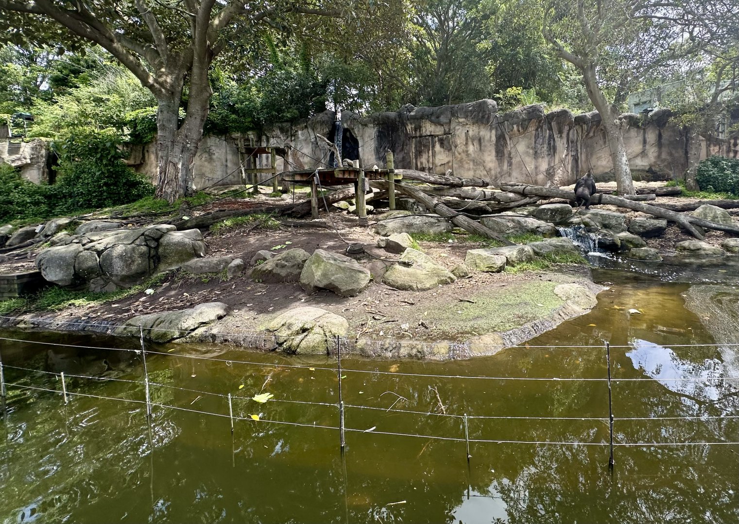 Gorilla Forest - Main Exhibit