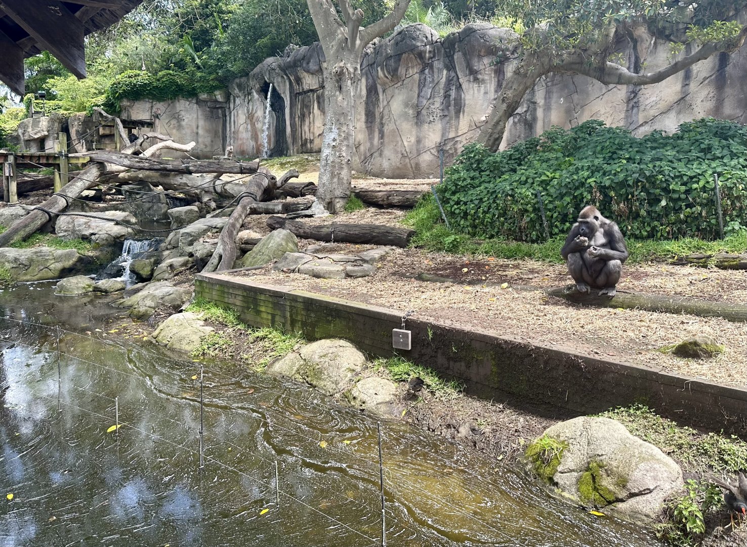 Gorilla Forest - Main Exhibit
