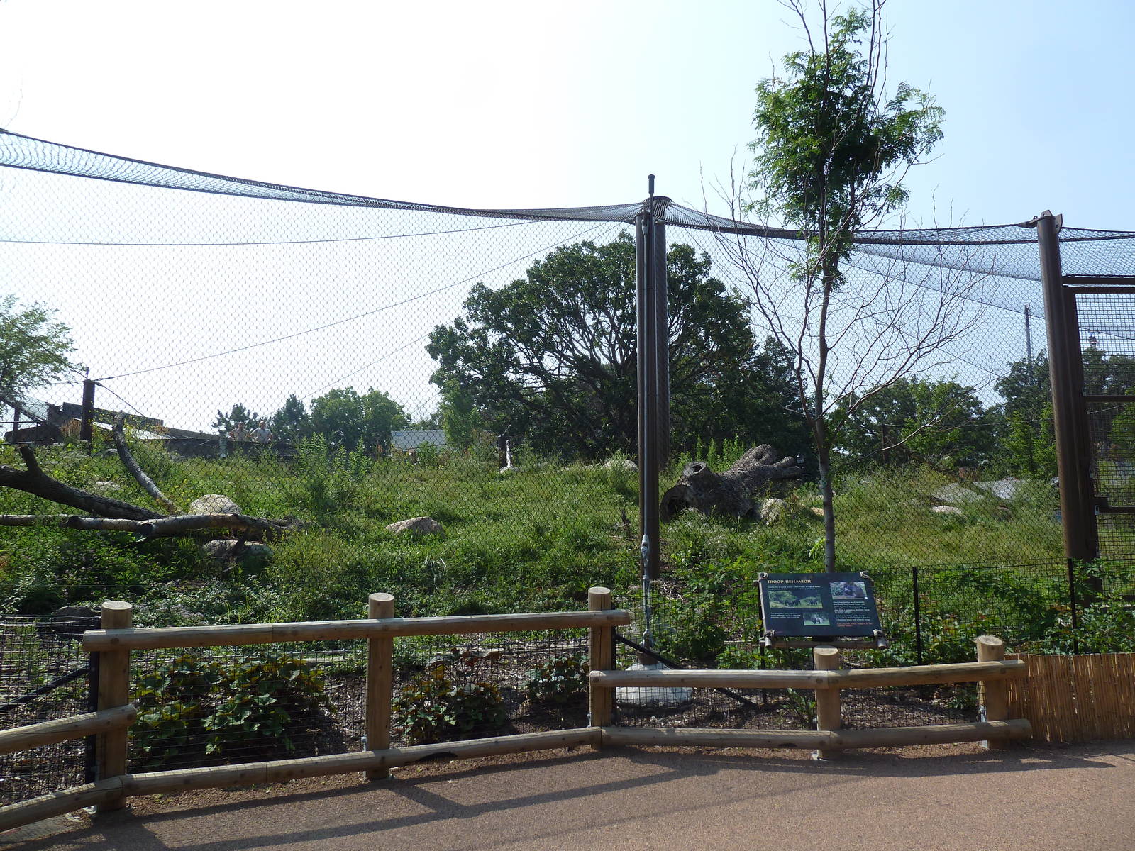 Gorilla Forest (New in 2013)
