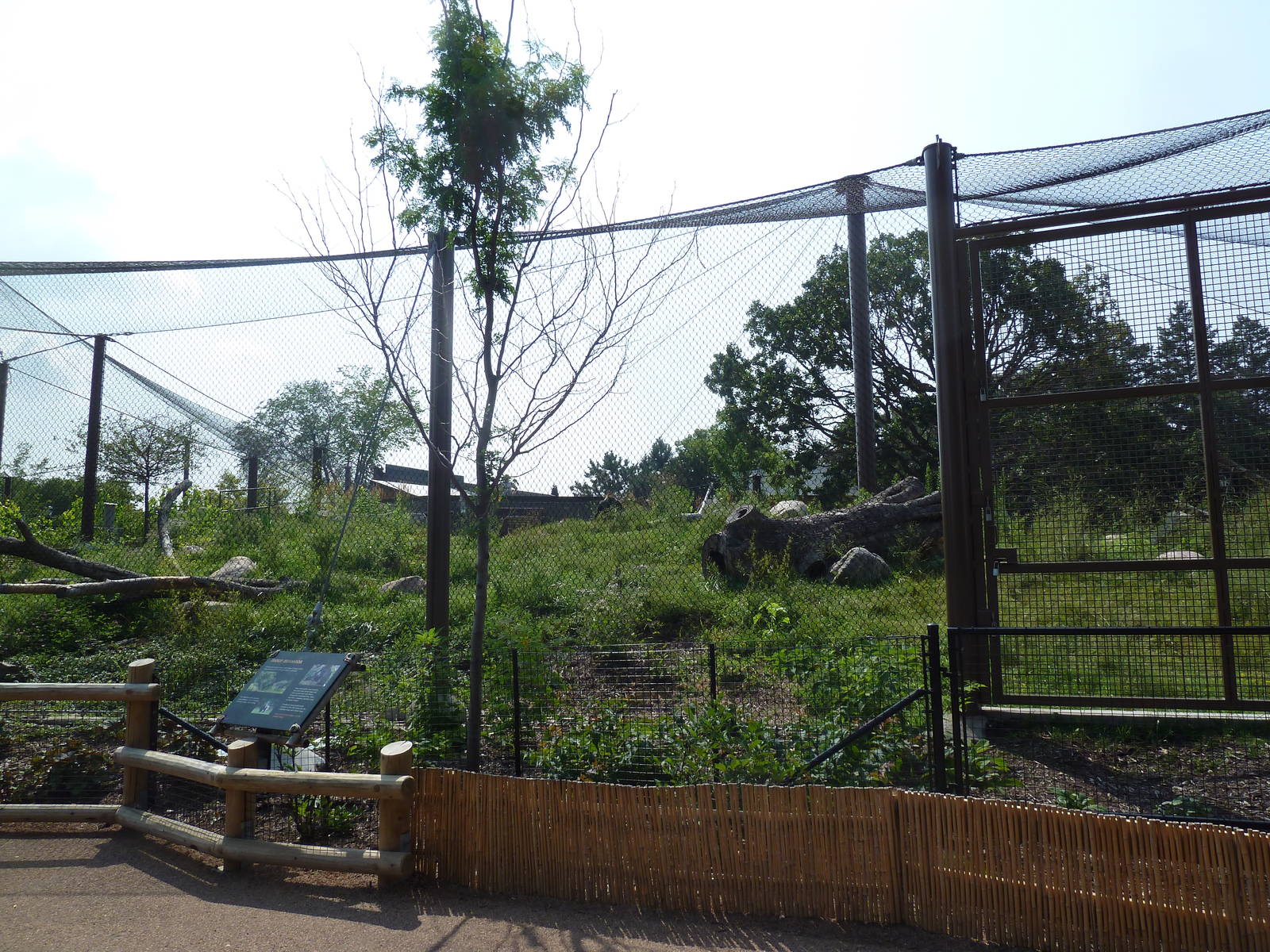 Gorilla Forest (New in 2013)