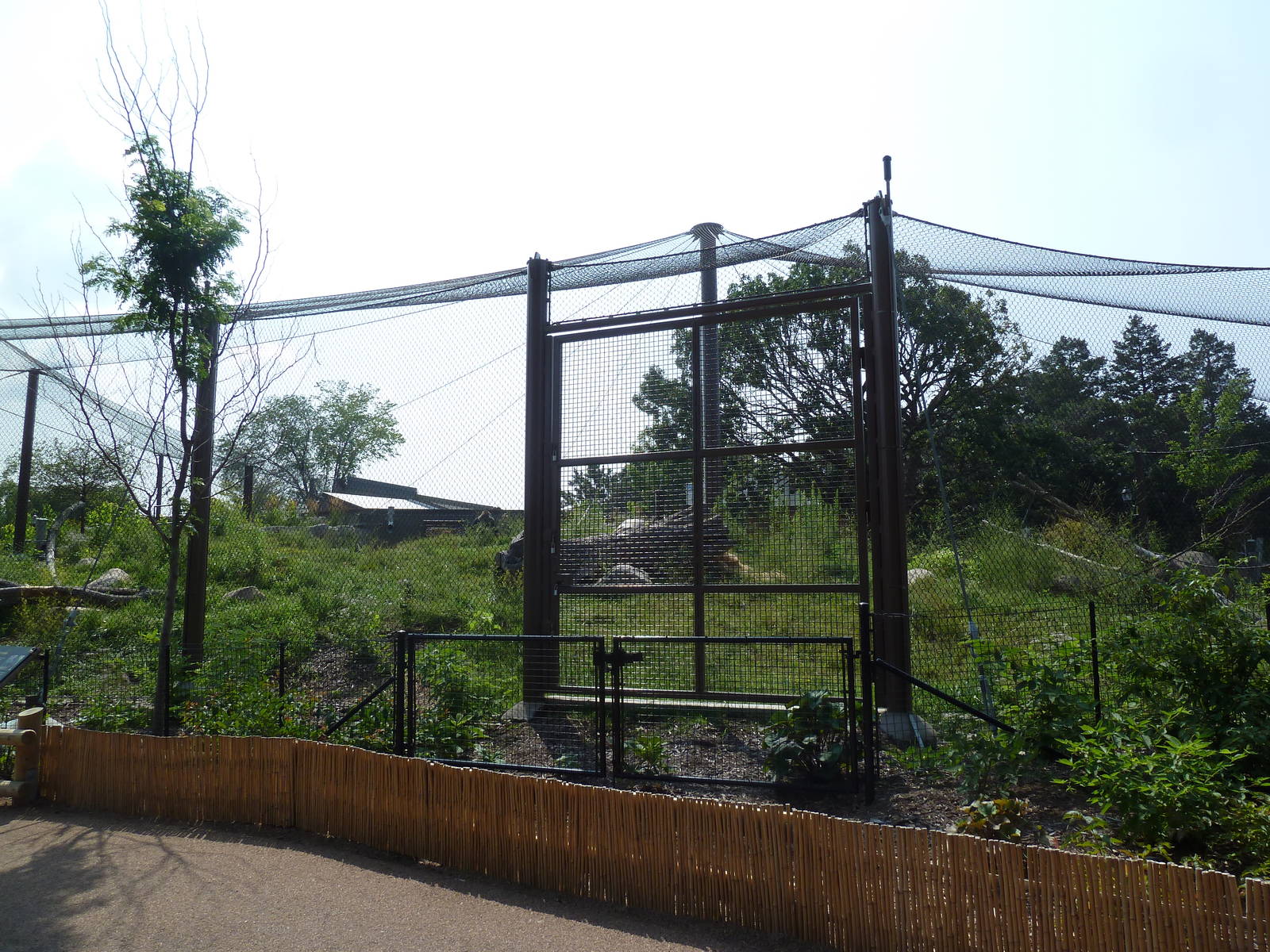 Gorilla Forest (New in 2013)
