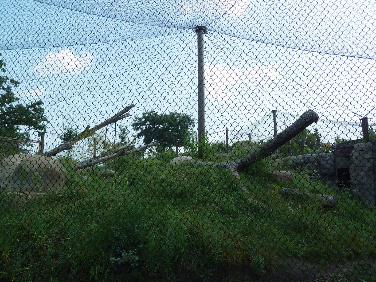 Gorilla Forest (New in 2013)